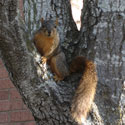 Animals theme: squirrel