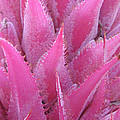 Pink Cactus by Nikki Smith